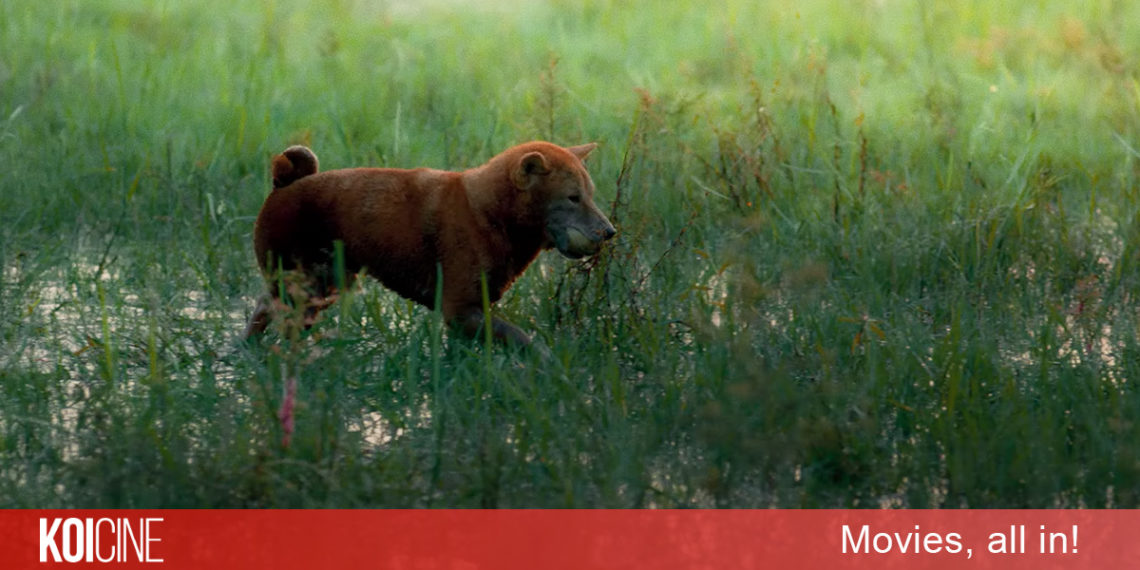 Hình ảnh ‘Cậu Vàng’ chính thức lộ diện trong teaser đầu tiên