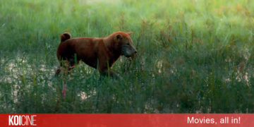 Hình ảnh ‘Cậu Vàng’ chính thức lộ diện trong teaser đầu tiên